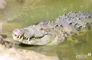 csi-belize-american-crocodile-educaiton-sanctuary(4)