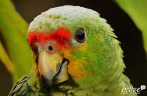 paradise-expeditions-belize-birding(9)